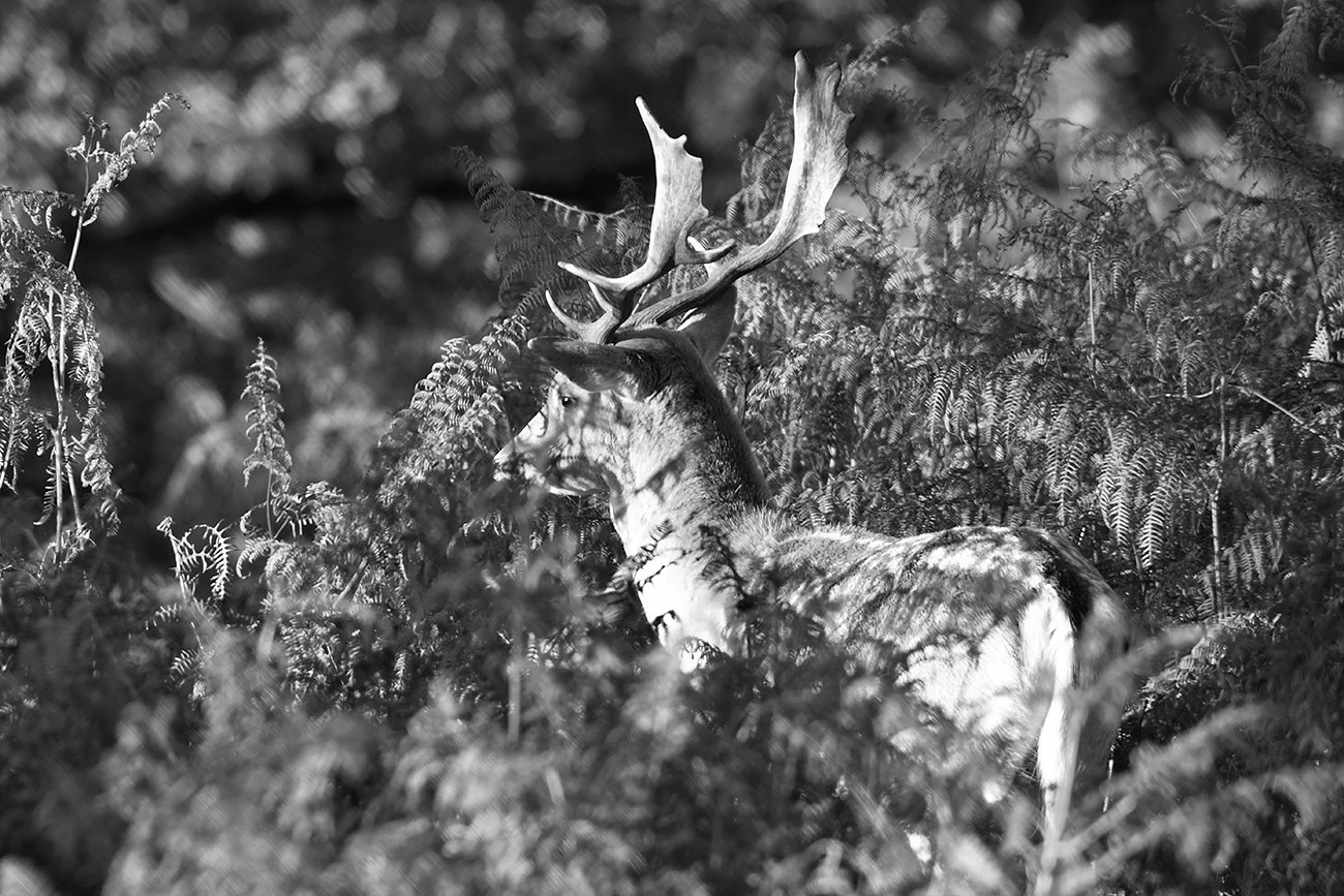 Fallow Stag in Bracken by Nick Lane