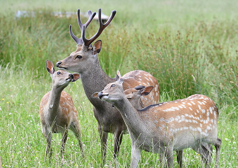 British Quality Wild Venison - Sika Deer by Nick Lane